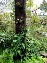 Image result for Pyrrosia rhodesiana