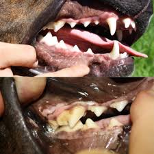 The average cost of preventing oral disease in pet dogs and cats is approximately five times less expensive than treatment for these it behooves pet owners to pay close attention to the oral health of their pets. National Pet Dental Health Month