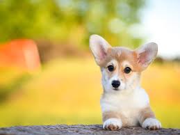 Perfect for water bottles, laptops, or any surface that needs brightening! 55 Corgi Facts That Make Them The Best Pets Best Life