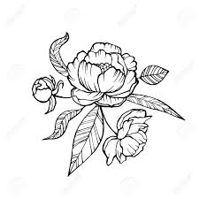 Cut out the shape and use it for coloring, crafts, stencils, and more. Vector Peony Coloring Book Page For Adults Hand Drawn Artwork Love Bohemia Concept For Wedding Invitation Card Ticket Branding And Label Royalty Free Cliparts Vectors And Stock Illustration Image 93602638