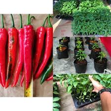 Pemilihan varieti varieti cili hibrid disarankan bagi penanaman secara fertigasi. Pokok Cili Kulai Cili Bara Berpolibeg 2 Bulan Berbuah Size 5x6 Random Varieti Shopee Malaysia