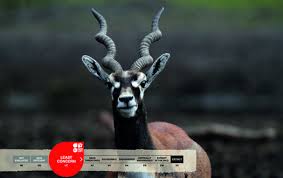 There are three african animals that start with the letter d. Antelopes Serengeti Park