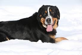 Maybe you would like to learn more about one of these? The Greater Swiss Mountain Dog Complete Guide Info Pictures Care More Pet Keen