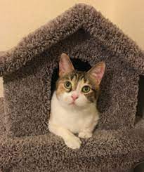 What Is Feline Immunodeficiency Virus Fiv Tekonsha Animal Hospital