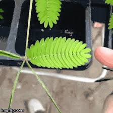 Don T Touch Me I Am A Shy Plant Funsubstance Com Sensitive Plant Plants Mimosa