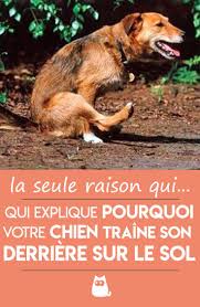 Epingle Sur Chiens Droles Et Chiots Mignons