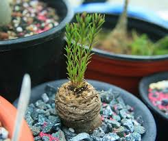 Image result for Aeollanthus subacaulis