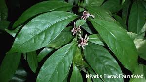 Image result for Chassalia parvifolia