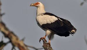 Image result for Usteria guineensis