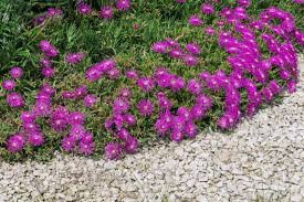 Image result for Delosperma spp.