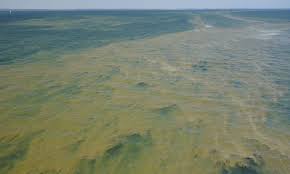 Länsstyrelsen varnar för giftig algblomning. Mer Algblomning Och Nya Arter Av Vaxtplankton I Svenska Hav Smhi