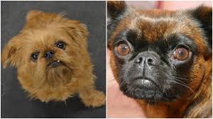My three lovely #brusselsgriffon billie sushi and gizmo. Smooth Coat Griffon Www Qyamtec Com