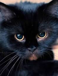 Selaput putih merupakan bagian dari mata kucing yang bernama membran niktitan. 34 Comel Cattttttttttttttttttt Ideas Haiwan Peliharaan Golden Retriever Anak Anjing