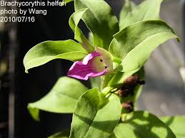 Image result for Brachycorythis