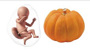 9 weeks pregnant is how many months? Due Date Calculator How Many Weeks Am I Pregnant