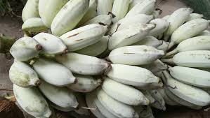 Pisang emas biasanya ditanam untuk mendapatkan buah yang sangat sedap. Kebun Hijau Pisang Emas Dibawa Belayar Masak Sebiji Facebook