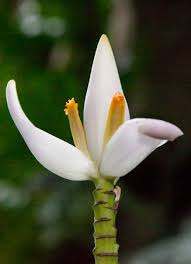 Image result for Musa ornata