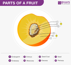 fruits formation parts and different types of fruits