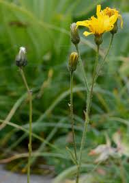 Image result for Crepidorhopalon parviflorus
