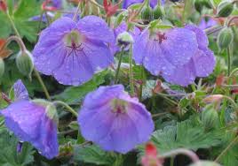 Apr 08, 2021 · four nasty weeds bearing purple flowers. Top Perennial Sun Plants