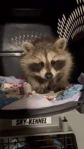 Marley's Castle Wildlife Rescue & Rehabilitation | Facebook