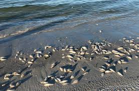 Red tide is not everywhere, according to the conservation commission's last update. Dead Fish Washing Up On Local Beaches But Not All News Suncoastnews Com