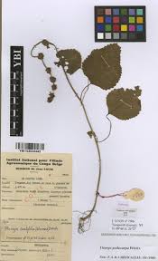 Image result for Laportea ovalifolia