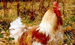 Is Capon a chicken?