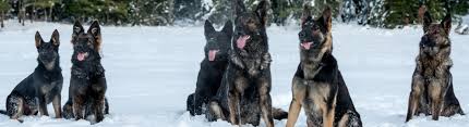 There are always individual differences in personalities, but the gsd puppy skulking on the outskirts is probably not going to possess any of the desirable characters you want for a working dog. Timber Ridge Farm