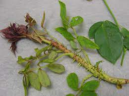 We did not find results for: Rose Diseases Home Garden Information Center