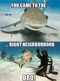 But bull sharks can actually regulate the amount of salt that goes into their pee, which means they can live in both environments. Animal Comedy High Five Animal Comedy Animal Comedy Funny Animals Animal Gifs Cheezburger