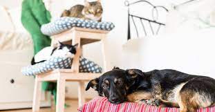 Wenn das angestrebte einzugsdatum genau zu ihren wünschen passt, ist sind haustiere erlaubt, wenn ja welche? Haustiere In Der Wohnung Mietrecht Faktencheck Wohnnet At
