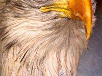 Burung rajawali ini dinilai berbeda dari burung lainnya. 28 Ide Burung Rajawali Burung Rajawali Burung Elang