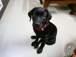 Maybe you would like to learn more about one of these? 3 Months Old Female Labrador In Kalyan Dombivali Maharashtra India In Pet Animals And Accessories Category Under Labrador Puppy Labrador Online Pet Supplies