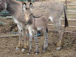 Jun 08, 2021 · a zonky: 10 Zonky Ideas Zorse Zonkey Zebras