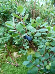 Image result for Vaccinium stanleyi