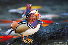 Mandarin ducks' native range is eastern asia and japan. Mandarin Duck 01 By Shiroang On Deviantart