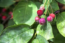 Image result for Amelanchier ovalis