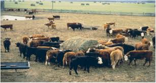 We did not find results for: Common Terms Used In Animal Feeding And Nutrition Uga Cooperative Extension