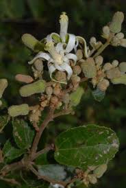 Image result for Grewia microthyrsa