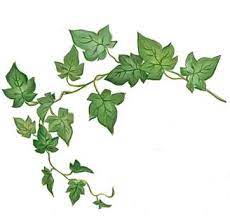 Ivy Spine Tattoo Google Search Half Sleeve Tattoo Stencils Spine Tattoo Flower Art