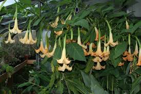 Image result for Brugmansia