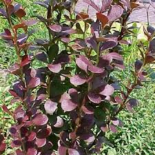 Image result for Berula thunbergii