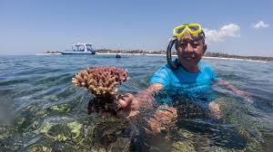Please take some time and review the different types of ground cover we install. After The Coral Ban I Lost Everything Bbc News