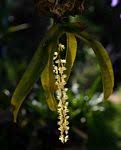 Image result for Diaphananthe fragrantissima