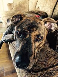 German Shepherd Pitbull Mix Black And Brown My Piper She Is A Pitbull Mix Mom Is Pit Dad Is Doberman German Shepard Dog Mixes Pitbull Mix Dogs