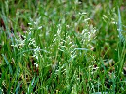 Image result for Poa