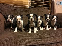 All our puppies are $1600 + $80 tax. Gallery Of Photos For Ad Adn 17894 Photo 1 Boston Terrier Puppy For Sale Virginia Roanoke Usa