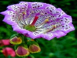 We did not find results for: Floxglove Rare Flower Rare Beauatiful Floxglove Flower Hd Wallpaper Peakpx