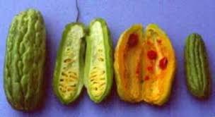 Image result for Momordica mossambica